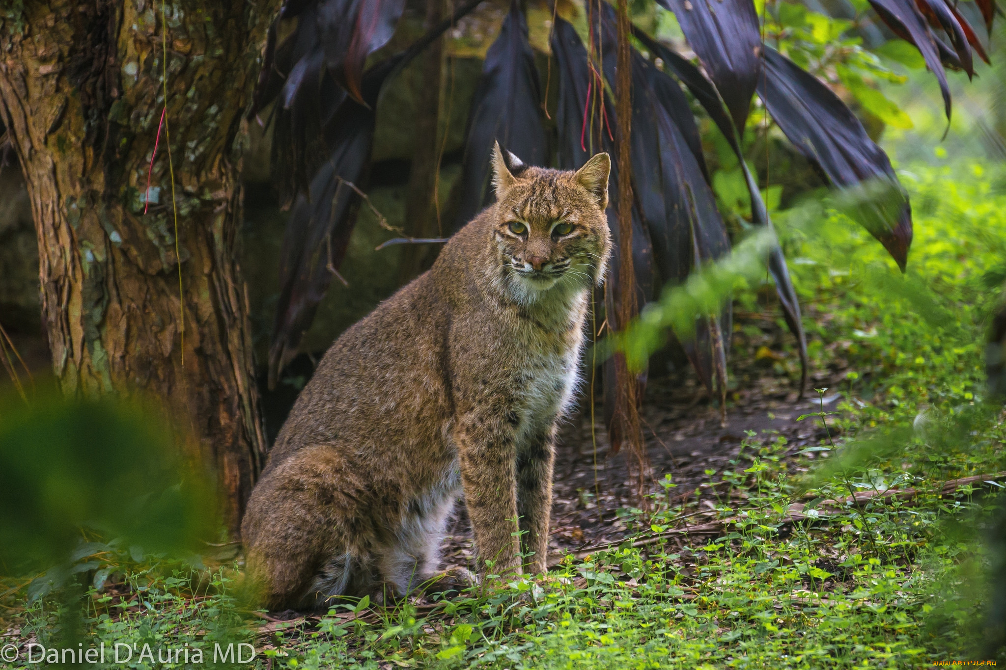 Хищное животное леса. Рысь (Lynx Lynx) в дикой природе. Дикие коты Рысь. Рысь хищник. Нора рыси.